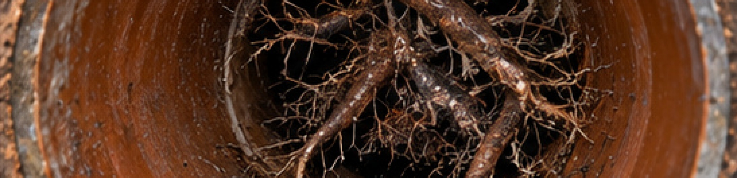 Root Damage